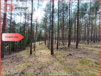 Tylko u nas Las z brzozami sosnami i stawem - Czarne  - Pomorskie