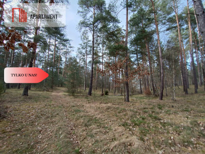 Tylko u nas Las z brzozami sosnami i stawem - Czarne  -
Pomorskie Zdjęcie nr 5