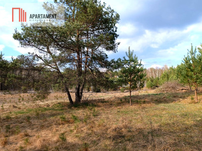 Tylko u nas Działka-cisza natura i potencjał - Czarne  -
Pomorskie Zdjęcie nr 4