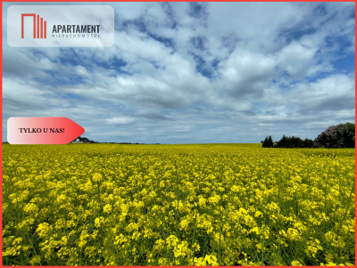 Tylko u Nas Działka budowlana w super cenie - Buszkowo  -
Kujawsko-Pomorskie Zdjęcie nr 2