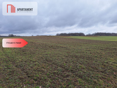 Działka Rolna Rogów Wołowskigm Wińsko - powiat wołowski  - Dolnośląskie