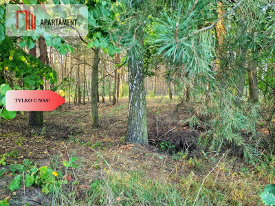 Działka budowlana przy lesie pod Bydgoszczą - Czarże  -
Kujawsko-Pomorskie Zdjęcie nr 5