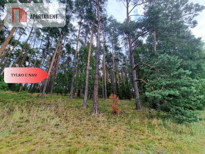 Polany w lesie Bory Tucholskie Głusza - powiat świecki  -
Kujawsko-Pomorskie Zdjęcie nr 11