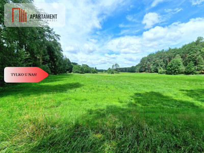 Polany w lesie Bory Tucholskie Głusza - powiat świecki  - Kujawsko-Pomorskie