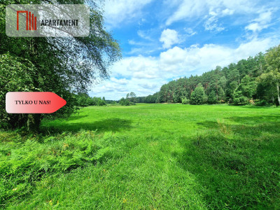 Polany w lesie Bory Tucholskie Głusza - powiat świecki  -
Kujawsko-Pomorskie Zdjęcie nr 4