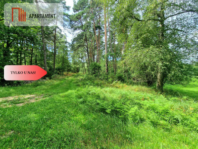 Polany w lesie Bory Tucholskie Głusza - powiat świecki  -
Kujawsko-Pomorskie Zdjęcie nr 5