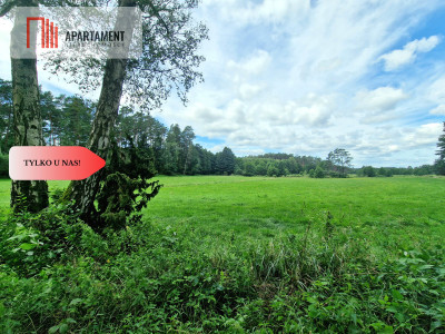 Polany w lesie Bory Tucholskie Głusza - powiat świecki  -
Kujawsko-Pomorskie Zdjęcie nr 6