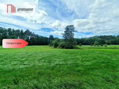 Polany w lesie Bory Tucholskie Głusza - powiat świecki  -
Kujawsko-Pomorskie Zdjęcie nr 9