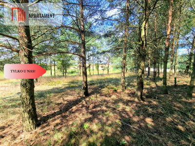 Działka budowlana w Borach Tucholskich - powiat świecki  -
Kujawsko-Pomorskie Zdjęcie nr 6