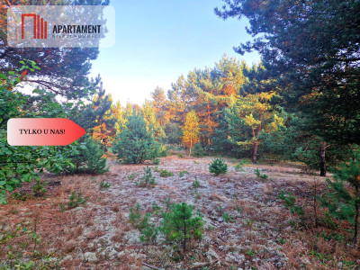 Tylko u nas Działka rolna z pięknym zadrzewieniem - Będźmierowice  -
Pomorskie Zdjęcie nr 10