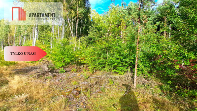 Duża działka rekreacyjna blisko jeziora - Cekcyn  -
Kujawsko-Pomorskie Zdjęcie nr 3