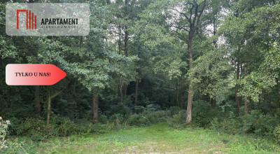 Działka blisko jeziora las 3300m2 - Piotrków Kujawski  -
Kujawsko-Pomorskie Zdjęcie nr 4