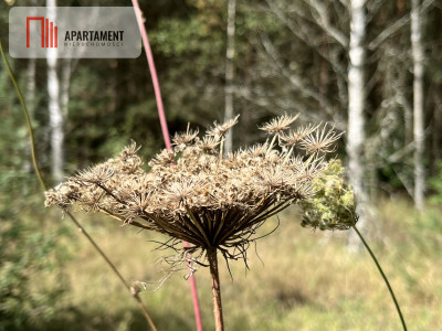 Teren las rzeki hodowla ryb żwirownia - Lubnica  -
Wielkopolskie Zdjęcie nr 11