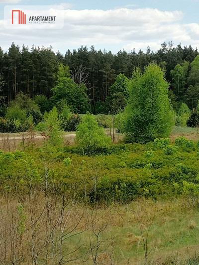 Teren las rzeki hodowla ryb żwirownia - Lubnica  -
Wielkopolskie Zdjęcie nr 13