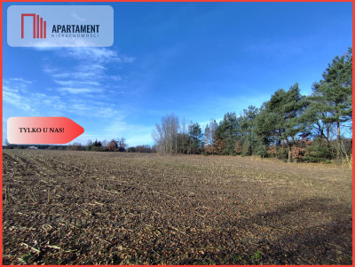 Działka z dużym potencjałem Blisko natury - Dąbrowa  -
Kujawsko-Pomorskie Zdjęcie nr 2