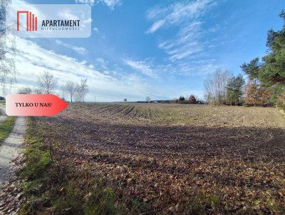 Działka z dużym potencjałem Blisko natury - Dąbrowa  -
Kujawsko-Pomorskie Zdjęcie nr 6