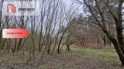 2 działki - Grabowiec  Wydane WZ - w zaciszu lasu - Grabowiec  -
Kujawsko-Pomorskie Zdjęcie nr 3