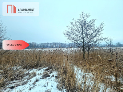 Linia brzegowa jeziora Własny pomost - Sucha  -
Kujawsko-Pomorskie Zdjęcie nr 5