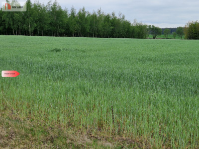 Działki budowlane niedaleko jeziora - Kołdrąb  -
Kujawsko-Pomorskie Zdjęcie nr 2
