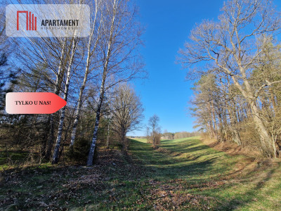 Działka siedliskowa 2 ha w Skorzewie - Skorzewo  -
Pomorskie Zdjęcie nr 10