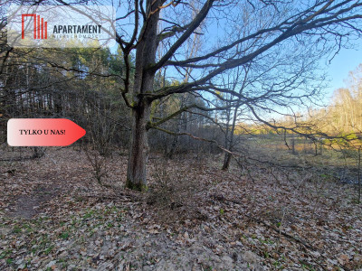 Działka siedliskowa 2 ha w Skorzewie - Skorzewo  -
Pomorskie Zdjęcie nr 4