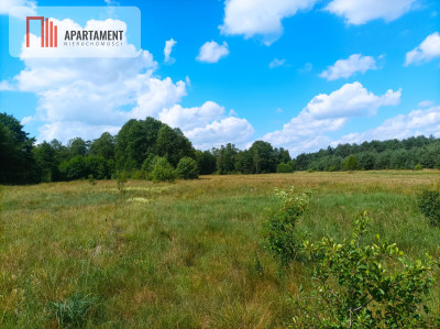 Pięknie położona duża działka w Sarnowie - Sarnowo  -
Kujawsko-Pomorskie Zdjęcie nr 11