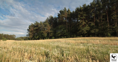 Na sprzedaż działka budowlana - Milcz -
wielkopolskie Zdjęcie nr 11