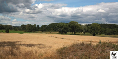 Na sprzedaż działka rolna - Milcz - wielkopolskie