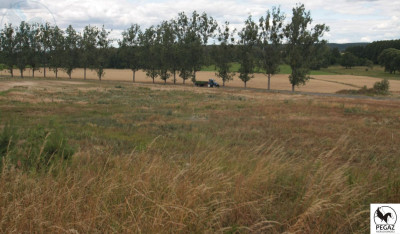 Na sprzedaż działka inwestycyjna - Milcz -
wielkopolskie Zdjęcie nr 8