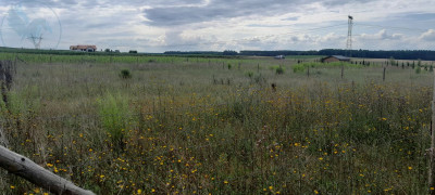 Na sprzedaż działka budowlana - Rokitno -
lubuskie Zdjęcie nr 6