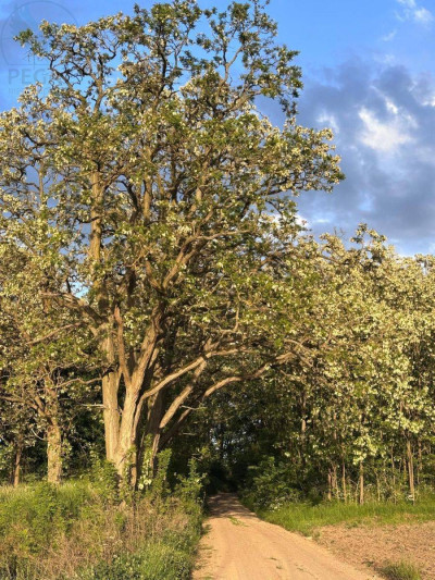 Na sprzedaż działka budowlana - Kursko -
lubuskie Zdjęcie nr 6