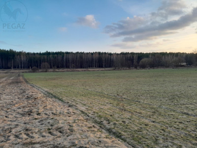 Na sprzedaż działka budowlana - Trzciel -
lubuskie Zdjęcie nr 3