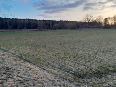 Na sprzedaż działka budowlana - Trzciel -
lubuskie Zdjęcie nr 4