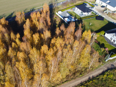 Sady pod Poznaniem  Działka z brzozami  1544 m2 - Sady  -
Wielkopolskie Zdjęcie nr 5