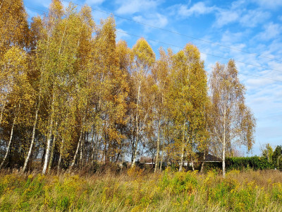 Sady pod Poznaniem  Działka z brzozami  1544 m2 - Sady  -
Wielkopolskie Zdjęcie nr 9