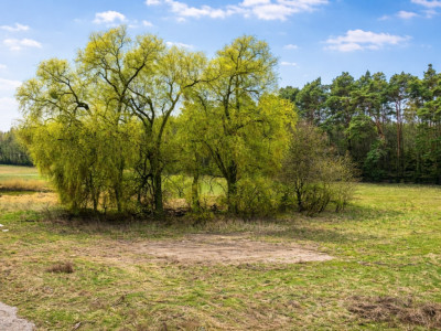 Działka budowlana 3357m2 Porażyn MPZP pod lasem - Porażyn  -
Wielkopolskie Zdjęcie nr 3