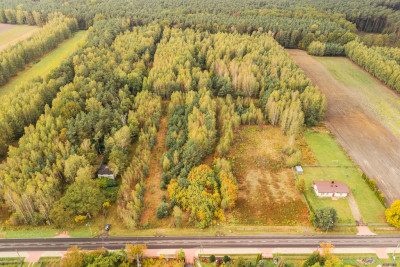 Własny las cisza i zapach żywicy -siedlisko - Stefanów  - Łódzkie