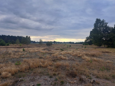 Działki rolne 3000 m  w Olszewce w gm Lelis - Olszewka  -
Mazowieckie Zdjęcie nr 10