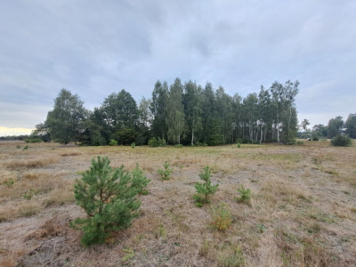 Działki rolne 3000 m  w Olszewce w gm Lelis - Olszewka  -
Mazowieckie Zdjęcie nr 13