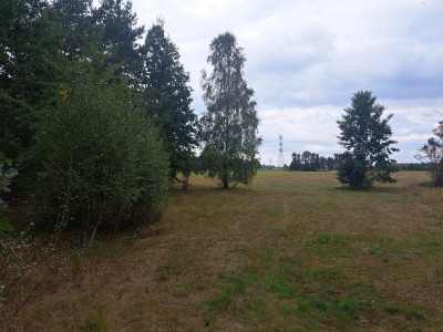 Działki rolne 3000 m  w Olszewce w gm Lelis - Olszewka  -
Mazowieckie Zdjęcie nr 8