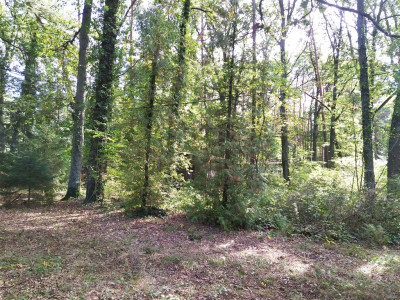 Zamieszkaj w niezwykłym miejscu - Sokolniki Las - Sokolniki-Las  - Łódzkie