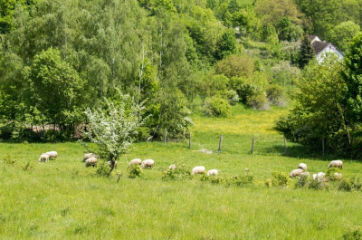 Działka - 15 arów Wilcza -Kłodzko - Wilcza  -
Dolnośląskie Zdjęcie nr 3