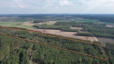 123 ha lasu w rozsądnych pieniądzach - Żebry-Perosy  - Mazowieckie