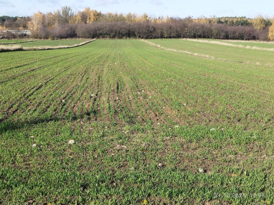 CENA 197 000 złotych  41 złm  do negocjacji - Nowostawy Dolne  -
Łódzkie Zdjęcie nr 6