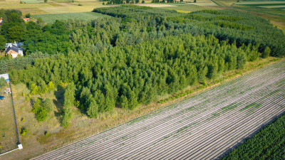 Azyl przy lesie  cisza gwarantowana - Boczki  -
Łódzkie Zdjęcie nr 6