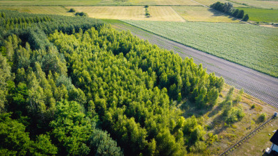 Azyl przy lesie  cisza gwarantowana - Boczki  -
Łódzkie Zdjęcie nr 8