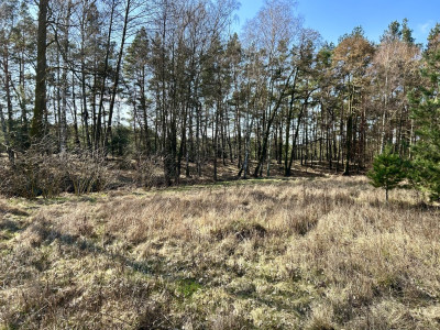 Duża działka za nieduże pieniądze - Solec Kujawski  -
Kujawsko-Pomorskie Zdjęcie nr 5