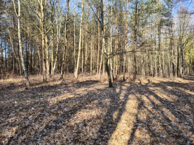 Sokolniki-Las 2442m2 przestrzeni na rezydencję - Sokolniki-Las  - Łódzkie