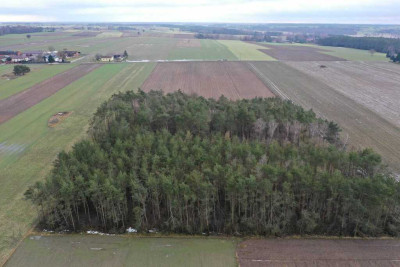 Podmiejskie Ranczo - 331 ha WOLNOŚCI LAS i W-Z  - Gutków  -
Łódzkie Zdjęcie nr 5