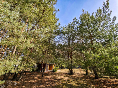 Urokliwa działka porośnięta sosnami - Rakownia  -
Wielkopolskie Zdjęcie nr 6